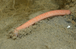 Oestergrenia digitata
