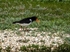 Oystercatcher