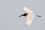 Jabiru in flight, Pant...