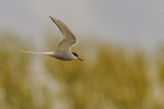Artic Tern Sterna paradisaea-5619