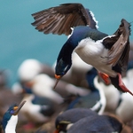 Imperial Cormorant landing