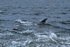 Bottlenose Dolphin