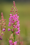 Fireweed flower spike, Silver Salmon Creek, Lake Clark NP, Alaska