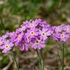 Birdseye primrose (Primula farinosa) 