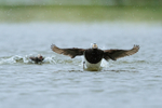 Long-tailed Ducks (male), Iceland