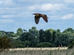 Bittern