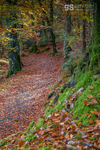 Autumn colours, Torrent Walk, Dolgellau