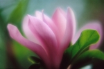 Magnolia Lilliiflora Stellata1