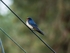 Swallow