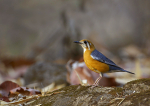 Rufous-tailed Rock Thrush
