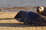 Grey Seals During The Moult