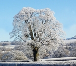 Hoare Frost