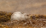 Mountain Hare - Lepus timidus