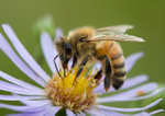 Honey Bee - Apis mellifera RPNP0003