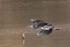 Heron in Flight