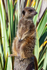 Meerkat - DSC_5674