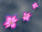 M40 Clematis floating