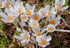 Colchicum autumnale Album