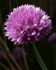 Allium schoenoprasum