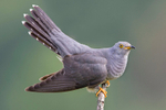 Male Cuckoo