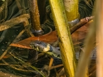 Grass Snake