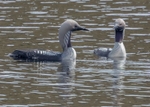Black-throated Divers