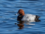Common Pochard
