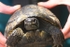 Spur Thighed Tortoise (Lesvos)