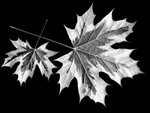 0775 - Variegated Maple Leaves