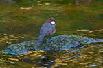 Dipper