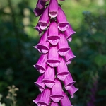 Woodland colour
