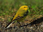 Yellow Wagtail (male) near the treatment works at Farmoor