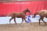 JAC_6447