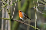 Robin