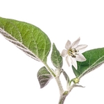 flower of Chili (Capsicum annuum,)