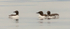 Common Murre