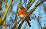 Robin
