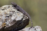 Starred Agama