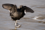 Coot