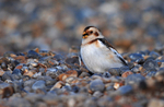 Snow Bunting