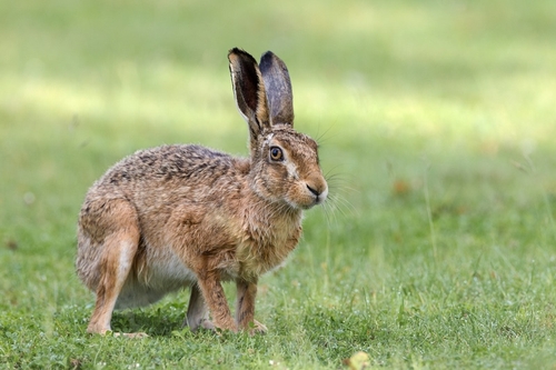 This brown hare came into the garden of Acorn Barn (where we often stay in Kent http://www.acornbarn.co.uk)