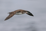 Pink-footed Shearwater portfolio