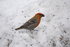 Pine Grosbeak