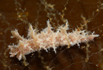 Dendronotus frondosus