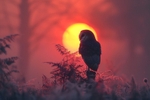 pr125 Barn Owl in the Misty Morning Light