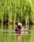 Slavonian Grebe, Lake Myvatn, Iceland