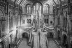 Natural History Museum London