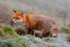 fox vulpes vulpes-0671