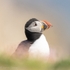 Puffin Puff 2 SD2026