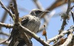 Mocking Bird